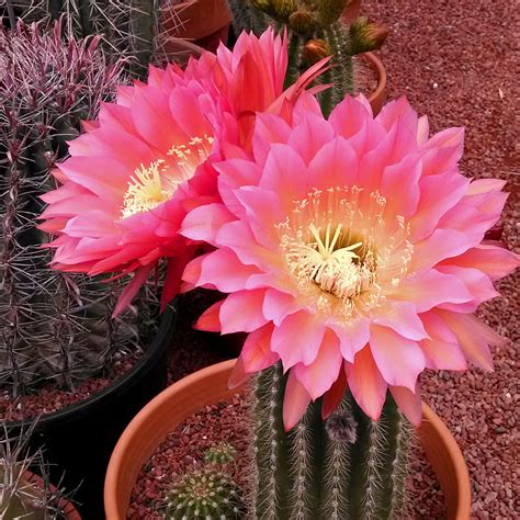 Cactus Flower Weekend - Cactus Jungle