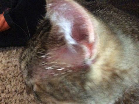 My Cat Has A Rash Around Ears Going Towards Eyes Red And Seems To