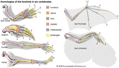 Zoology What Is The Anatomical Term For A Two Jointed Leg Biology