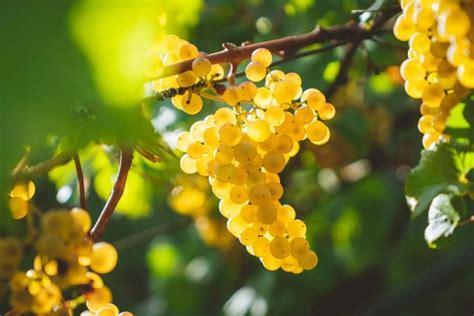 Wine Grapes Explained 9 Must Know Essentials Gudstory