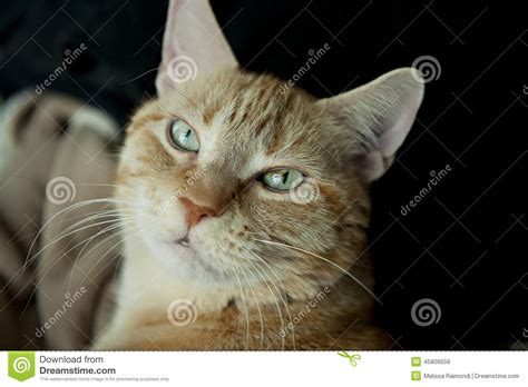Orange Tabby Cat Stock Image Image Of Green Meow Purr