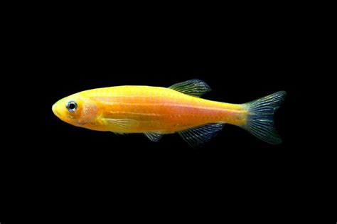 Glofish Sunburst Orange Danio Glofish Glofish Aquarium Fish Pet