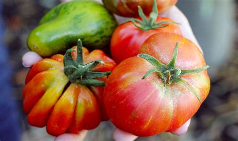 Heirloom Tomato Varieties Our Favorites Wine County Table