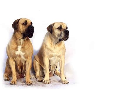 Complete Guide To The American Mastiff Your Dog Advisor