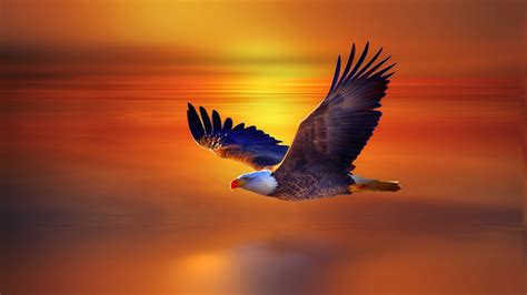Flight Bald Eagle And Red Sky Sunset Beautiful Desktop Wallpaper