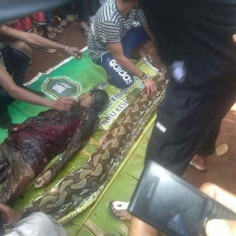 للكبار فقط بالصور العثور علي جثة شخص كاملة في بطن ثعبان ضخم في اندونيسيا