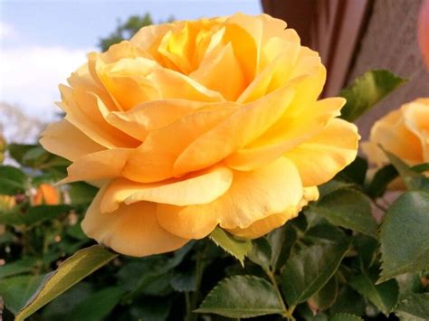 Yellow Rose Beautiful Flowers Rose Flowers Photography