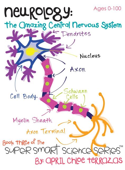 The nervous system forms the major communication and regulatory centre as well as the control unit. 1000+ images about Human Body & Senses - nervous system ...