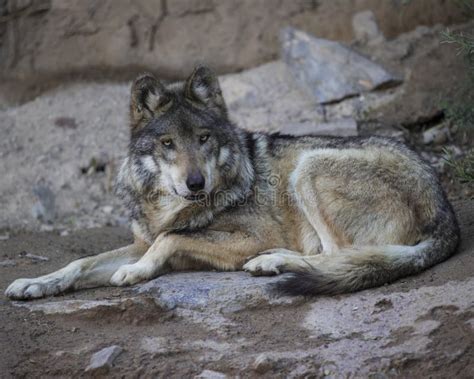 Mexican Grey Wolf Editorial Stock Image Image Of Wolf 112842999