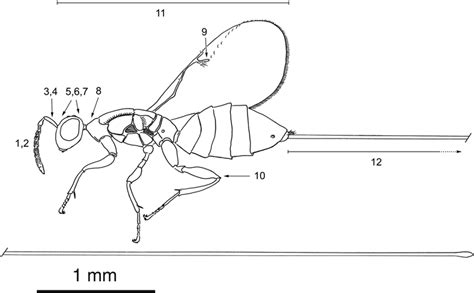 A Habitus Drawing Of An Idarnes Wasp The Drawing Represents A Wasp Download Scientific Diagram