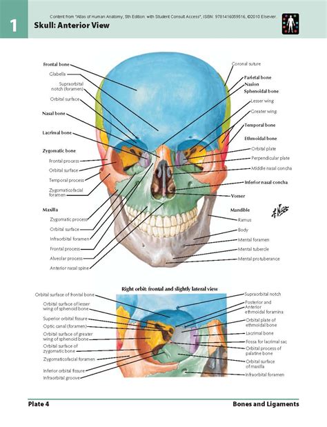 Frank Netter Anatomy Mexicoeasysite