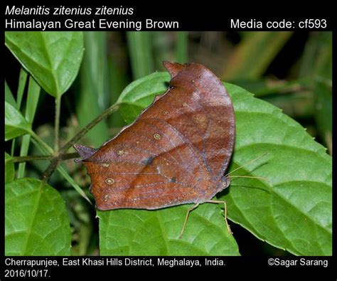 Melanitis Zitenius Herbst 1796 Great Evening Brown Butterfly