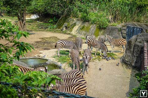 A Day Trip Guide To Taipei Zoo And Maokong Gondola Yamventures