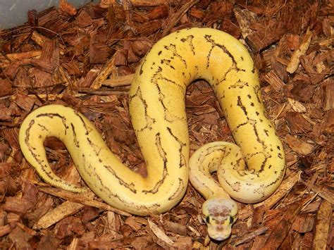 Fire Lemon Pastel Orange Dream Pinstripe Yellow Belly Morph List World Of Ball Pythons