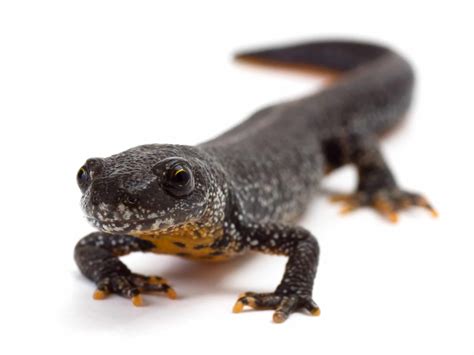 Great Crested Newt Mitigation and Compensation - Collington Winter