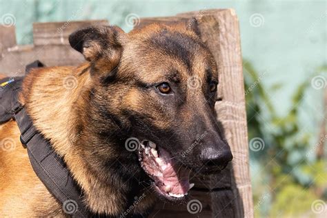 Beautiful Angry Aggressive Dog Belgian Shepherd Malinois Grab Criminal