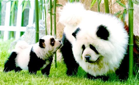 40 Fluffy Pictures Of Puppies That Looks Like Pandas