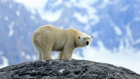 Wildlife Holidays In Norway Naturetrek