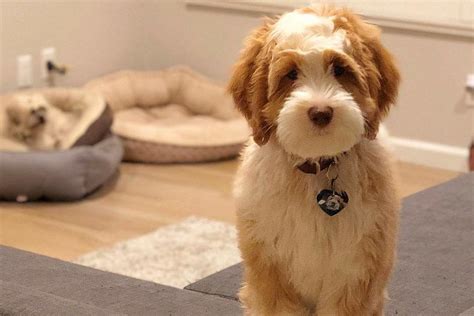 Mountainstatepoodles has two standard poodle puppies left for sale. Aussiedoodle - 12 Surprising Facts You Should Know About ...
