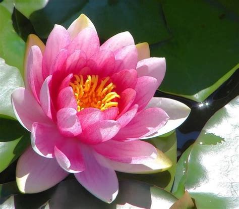 Nymphaea Pubescens Hairy Water Lily Or Pink Water Lily Is A Species Of