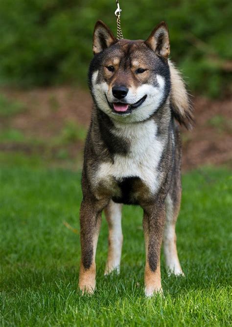 72 Best Images About Shikoku Dog On Pinterest Discover More Best