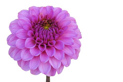Dahlia Png Images Transparent Background Png Play