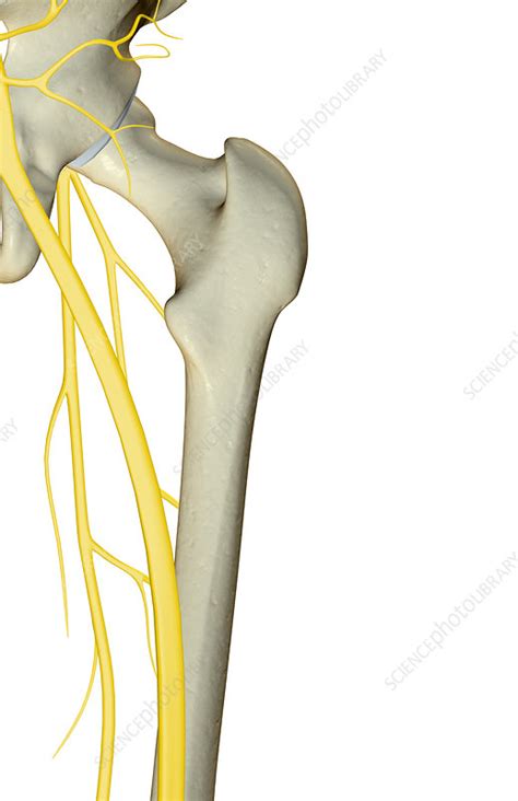 The Nerves Of The Hip Stock Image F0016941 Science Photo Library