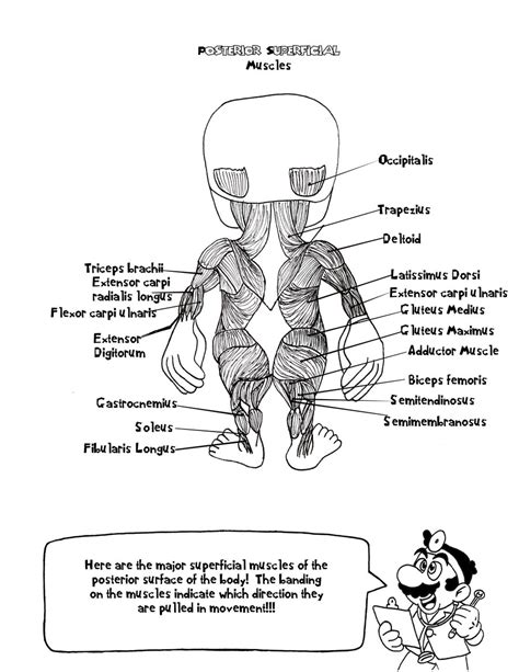 Anatomy isn't involved in strictly pictures, but trying to relate static muscle and body parts to body parts how does the body sway when it runs, which muscles contract at different steps to a jog? Doctor Mario's Anatomy Coloring Book Page 7 by AmbrosiaNBurbank on DeviantArt