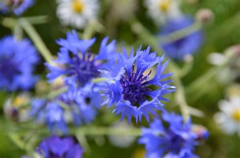 Blue Flowers Meadow Free Stock Photos In Jpeg  4928x3264 Format