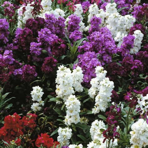 Matthiola Incana Brompton Stocks Dwarf Mixed Biennial Plants Flower