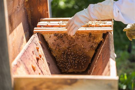 There are several advantages to a top bar hive. Buying Your First Top Bar Hive - Bee Built