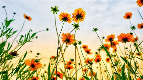 Download 2560x1440 Wallpaper Cosmos Field Flowers Summer Dual Wide
