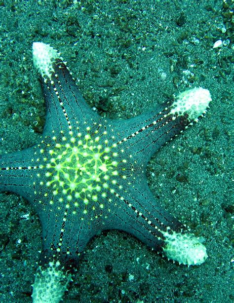 Star Of The Sea Wallpapers High Quality Download Free