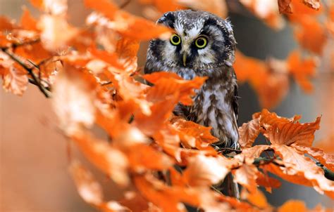 Owl Bird Eyes Branch Leaves Hd Wallpaper Safari Wallpapers