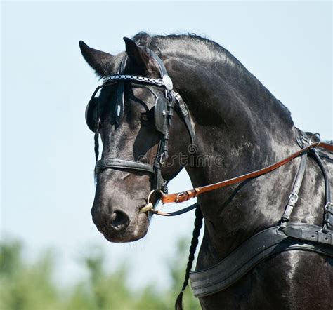 Portrait Black Friesian Horse Carriage Driving Stock Image Image Of