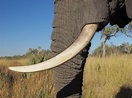 elephant ivory – ABOUT ELEPHANTS