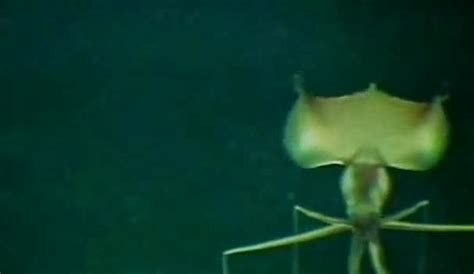 Sorpréndete Y Extraña Criatura Marina Es Captada En El Fondo Del Mar