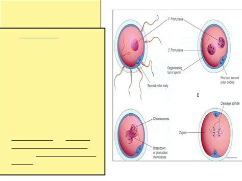 Fertilization And Implantation Pdf D Sumeya Muhadharaty