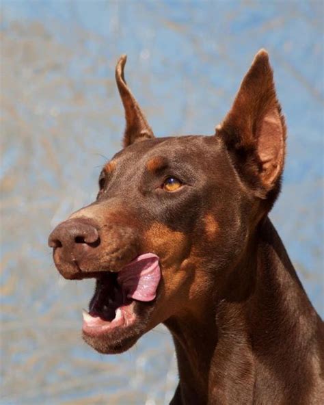 Doberman pinschers are a great breed of dog, and a great choice for families looking for a loyal pet. Arizona Doberman Rescue - Desert Harbor Doberman Rescue