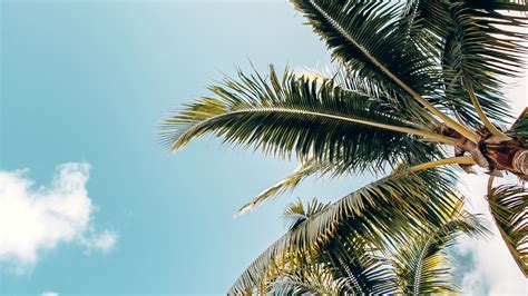 Palm Trees Crowns Branches Leaves Sky 4k Hd Wallpaper