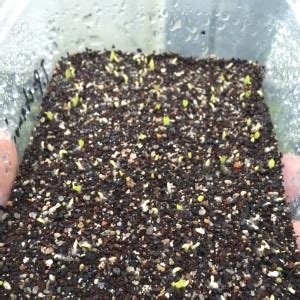 To achieve greater accuracy when sowing the seeds, you can also use a piece of white folded paper. Takeaway Tek (how to germinate cacti seeds) | Herbalistics