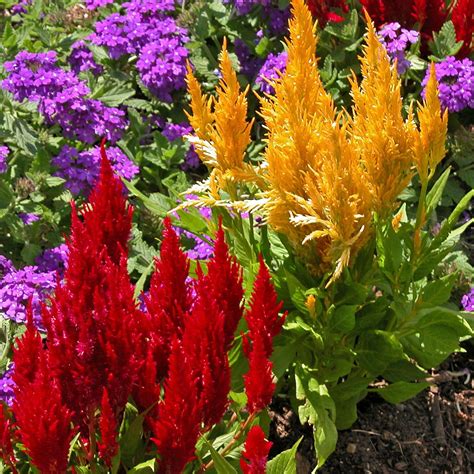 12 Best Annual Flowers for Full Sun | Full sun flowers, Annual flowers, Annual plants