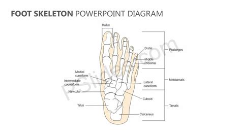 Foot Skeleton Powerpoint Diagram Diagram Foot Skeleton Powerpoint