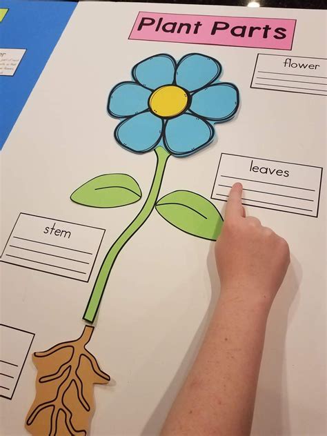 Parts Of A Flower Preschool Worksheet