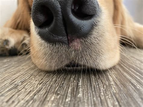 Puppy Nose Golden Retriever Dog Forums