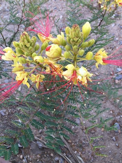 Yellow Mexican Bird Of Paradise Caesalpinia Mexicana This Is A