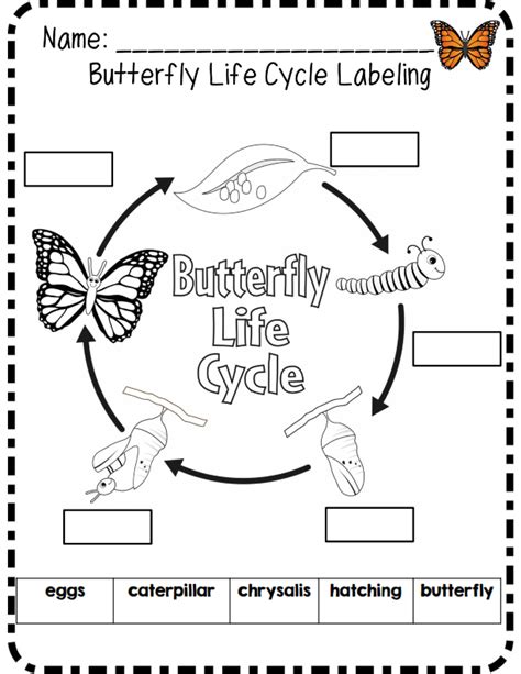 Butterfly Life Cycle Labeling St Grade Science Primary Science