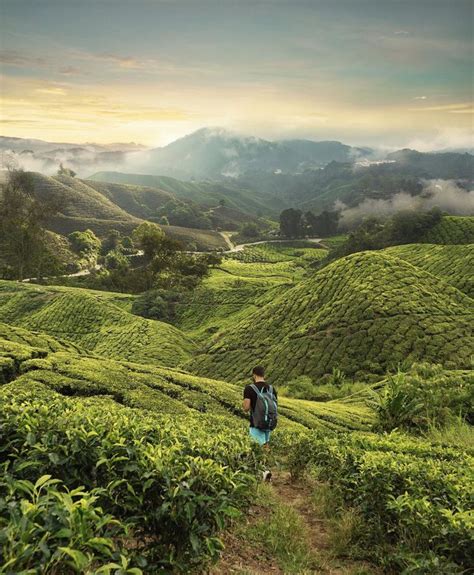 Most visitors come for the cooler climate, which also permits a thriving tea and vegetable industry found nowhere else in malaysia. Cameron Highlands | Cameron highlands, Scenery pictures ...