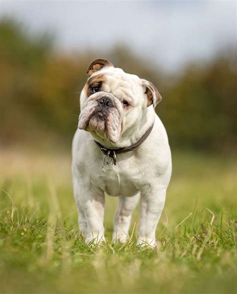 Are British Bulldogs Hypoallergenic