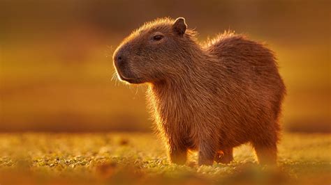 Why Capybara Was Once Considered A Fish